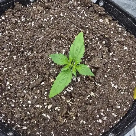 Banana Purple Punch auto