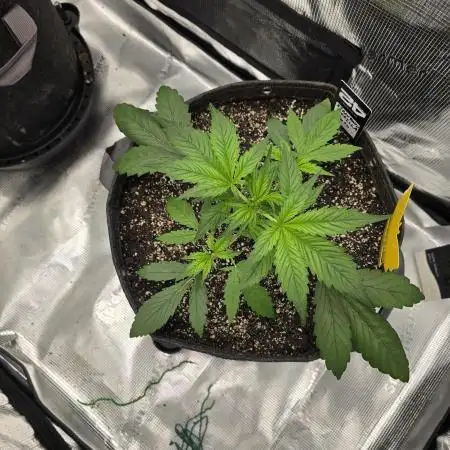 Strawberry Gorilla auto