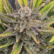 Pineapple Express Auto