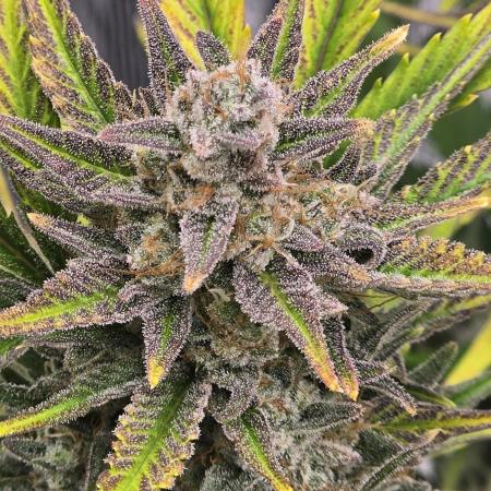 Pineapple Express Auto