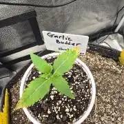 Garlic Budder