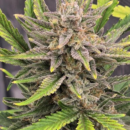 Pineapple Express Auto