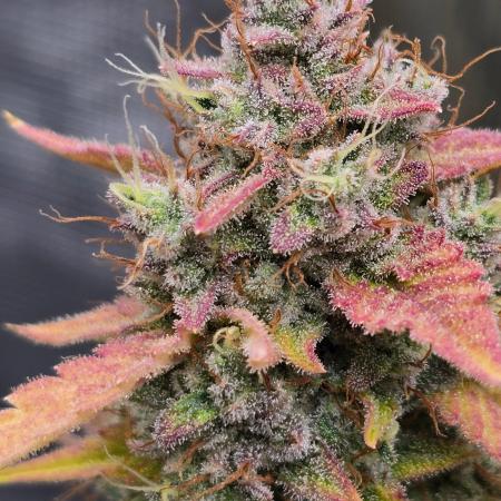 Banana Guava Auto