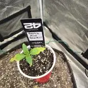 Garlic Mint Sherbet