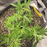 Insane OG