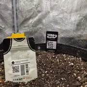 Banana Purple Punch RF3