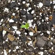 Lemon Tree Auto