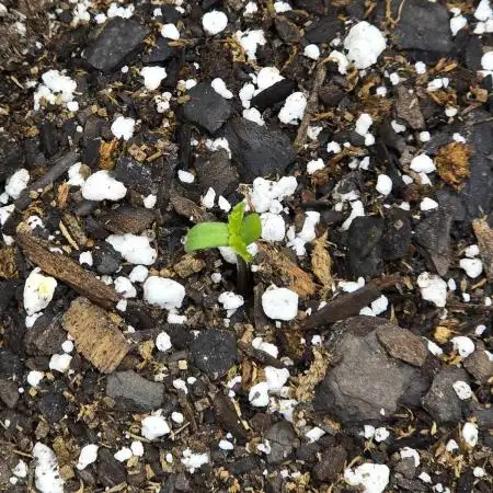 Lemon Tree Auto