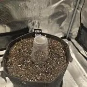 Banana Guava Auto