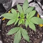 Strawberry Gorilla auto