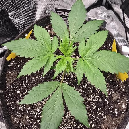 Strawberry Gorilla auto