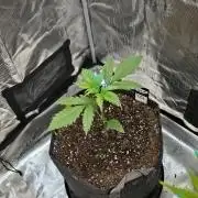 Pineapple Express Auto