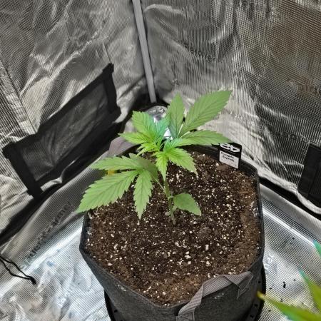 Pineapple Express Auto