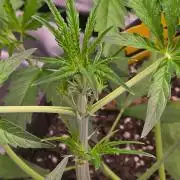 Banana Guava Auto