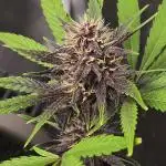 Gorilla Cookies + Frostbanger Autos