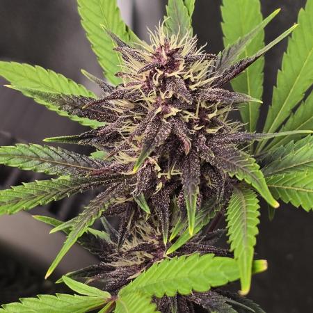 Gorilla Cookies + Frostbanger Autos