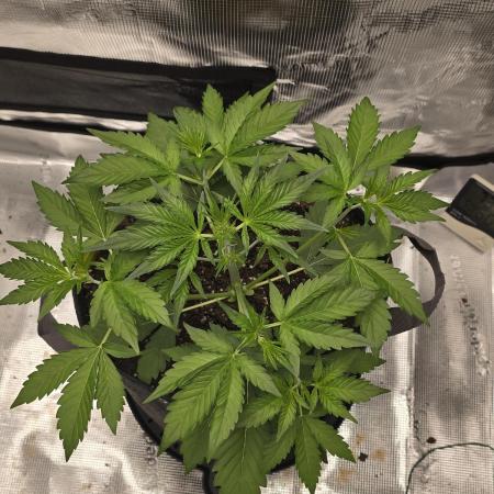 Banana Purple Punch auto