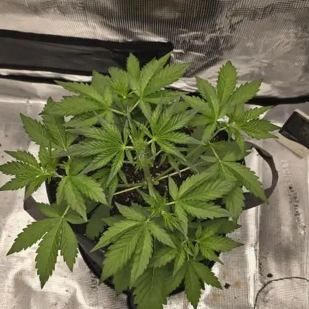 Banana Purple Punch auto