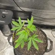 Garlic Budder
