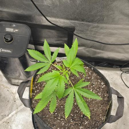 Garlic Budder