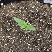 Pineapple Express Auto