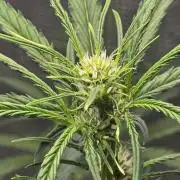 Lemon Tree Auto