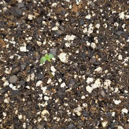 Gorilla Cookies + Frostbanger Autos