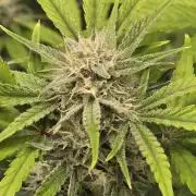 Banana Purple Punch auto