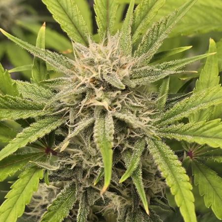 Banana Purple Punch auto