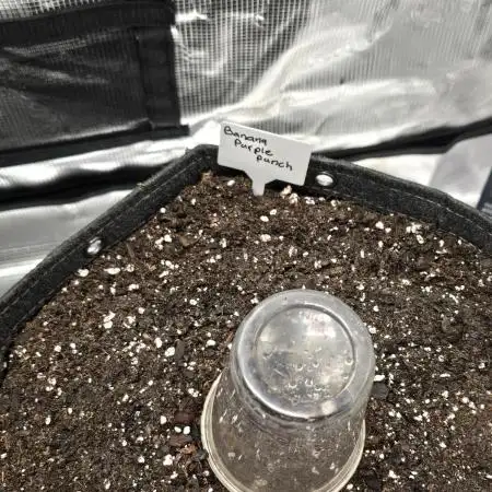 Banana Purple Punch auto