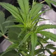 Pineapple Express Auto