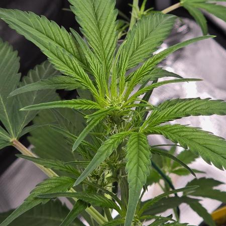 Pineapple Express Auto