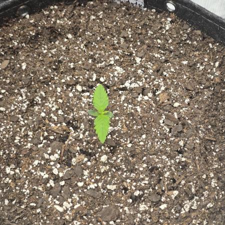 Banana Guava Auto
