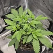 Cherry Cola Auto