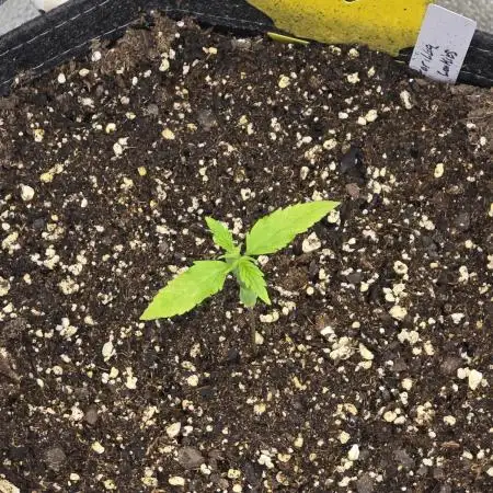 Gorilla Cookies + Frostbanger Autos