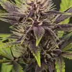 Gorilla Cookies + Frostbanger Autos