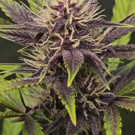 Gorilla Cookies + Frostbanger Autos