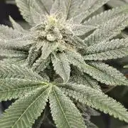 Blue Dream