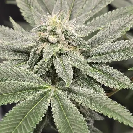 Blue Dream