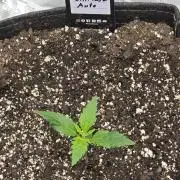 Gorilla Zkittlez auto