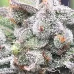 Little auto