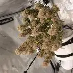 Apple Fritter/ Royal Jack/ Royal AK