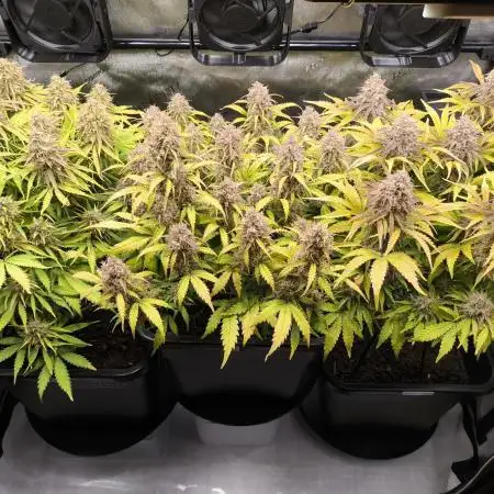 Apple Fritter/ Royal Jack/ Royal AK