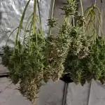 Apple Fritter/ Royal Jack/ Royal AK