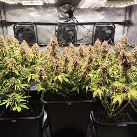 Apple Fritter/ Royal Jack/ Royal AK