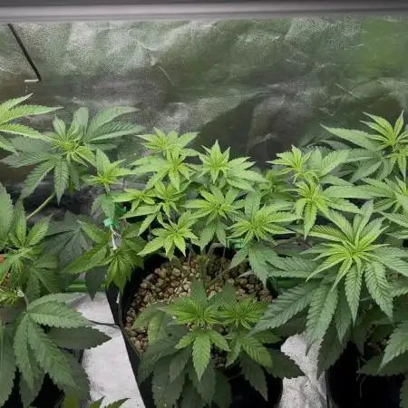 3 CandyCandy Cookies seed2harvest//CANNA