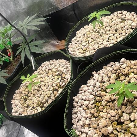 3 CandyCandy Cookies seed2harvest//CANNA