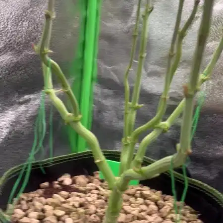 3 CandyCandy Cookies seed2harvest//CANNA