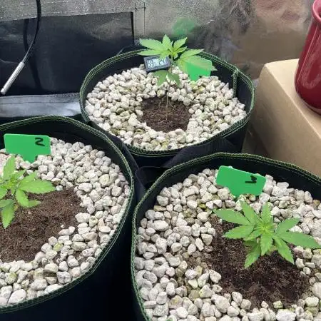 3 CandyCandy Cookies seed2harvest//CANNA