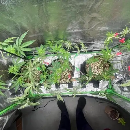 3 CandyCandy Cookies seed2harvest//CANNA